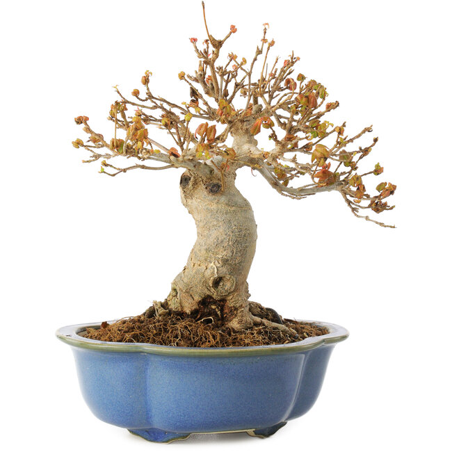 Acer buergerianum, 17,5 cm, ± 10 years old