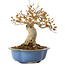 Acer buergerianum, 17,5 cm, ± 10 jaar oud