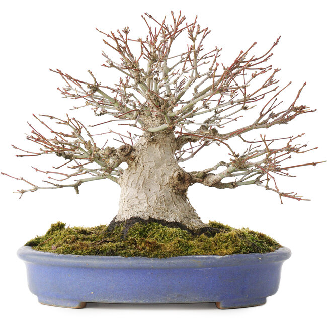 Acer palmatum, 19,5 cm, ± 30 jaar oud