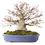 Acer palmatum, 19,5 cm, ± 30 jaar oud