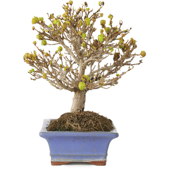 Acer buergerianum, 17,5 cm, ± 10 years old