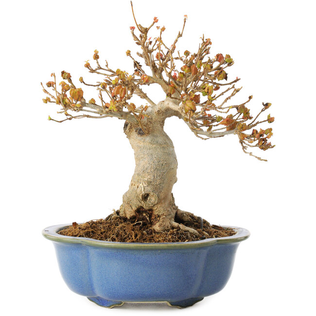 Acer buergerianum, 17,5 cm, ± 10 jaar oud