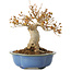 Acer buergerianum, 17,5 cm, ± 10 jaar oud