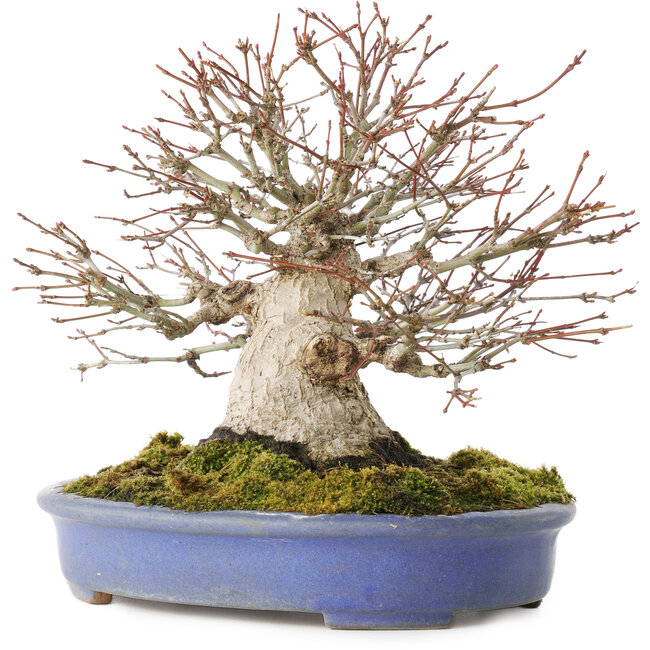 Acer palmatum, 19,5 cm, ± 30 Jahre alt