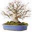 Acer palmatum, 19,5 cm, ± 30 jaar oud