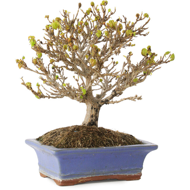 Acer buergerianum, 17,5 cm, ± 10 ans