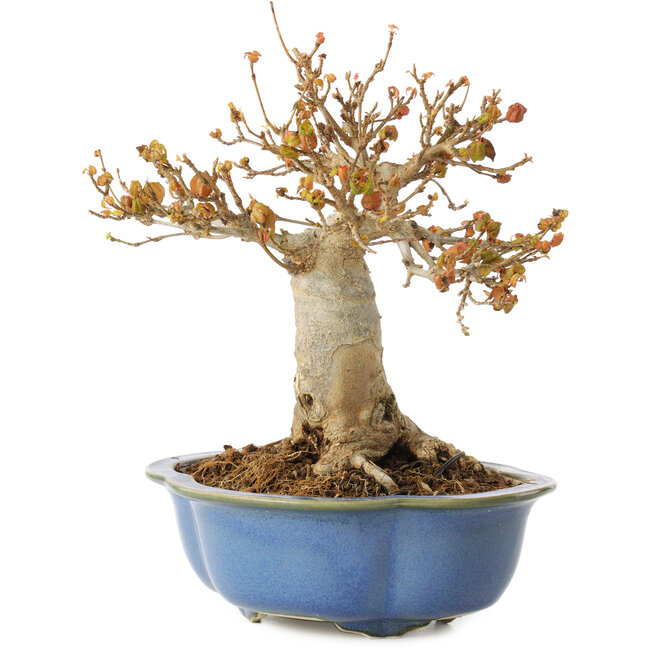 Acer buergerianum, 17,5 cm, ± 10 years old