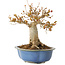 Acer buergerianum, 17,5 cm, ± 10 jaar oud