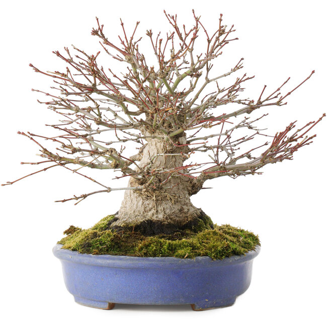 Acer palmatum, 19,5 cm, ± 30 years old