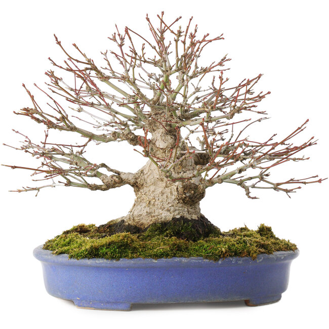 Acer palmatum, 19,5 cm, ± 30 años