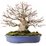 Acer palmatum, 19,5 cm, ± 30 jaar oud
