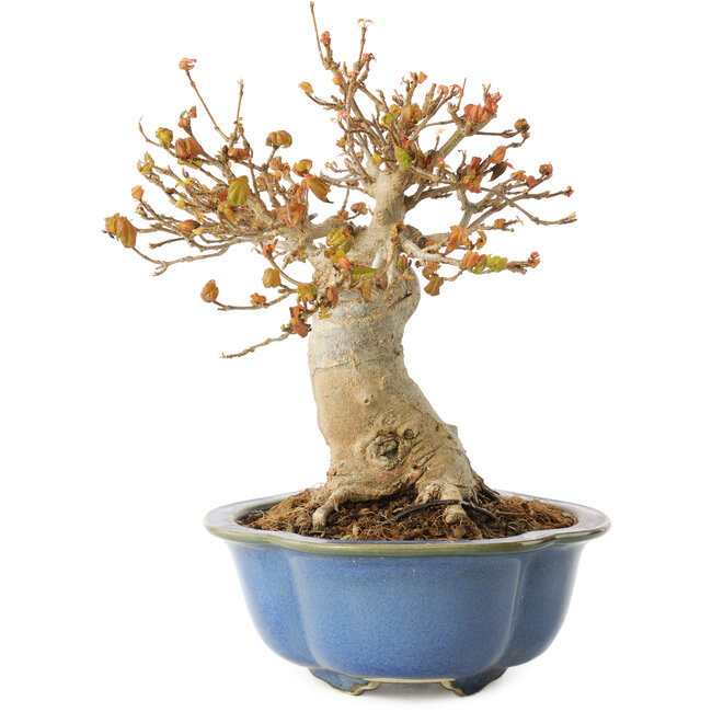 Acer buergerianum, 17,5 cm, ± 10 Jahre alt