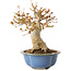 Acer buergerianum, 17,5 cm, ± 10 jaar oud