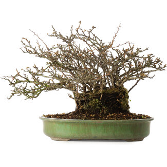 Chaenomeles speciosa, 28 cm, ± 20 años