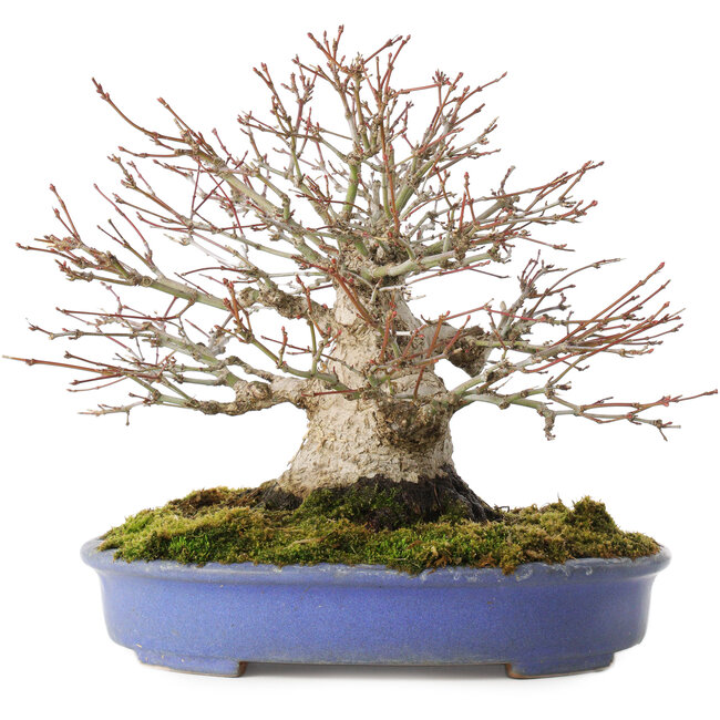 Acer palmatum, 19,5 cm, ± 30 Jahre alt