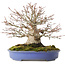 Acer palmatum, 19,5 cm, ± 30 jaar oud