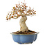Acer buergerianum, 17,5 cm, ± 10 jaar oud