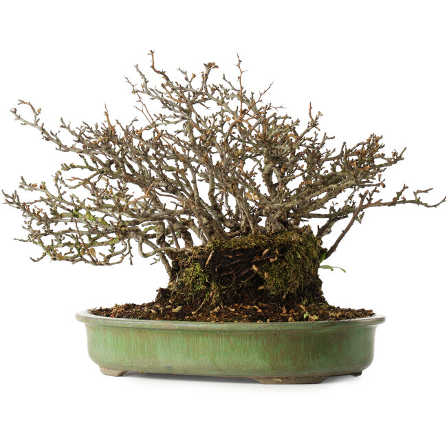 Chaenomeles speciosa, 28 cm, ± 20 jaar oud