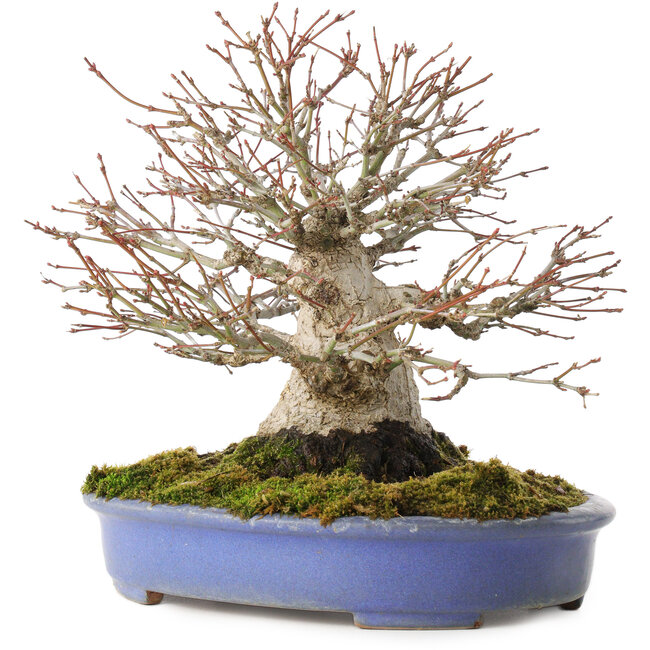 Acer palmatum, 19,5 cm, ± 30 years old