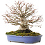Acer palmatum, 19,5 cm, ± 30 jaar oud