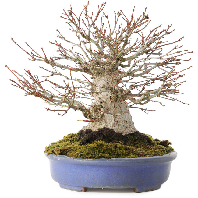 Acer palmatum, 19,5 cm, ± 30 years old
