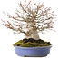 Acer palmatum, 19,5 cm, ± 30 jaar oud
