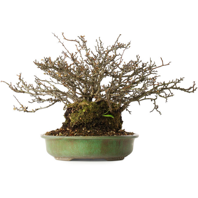 Chaenomeles speciosa, 28 cm, ± 20 jaar oud