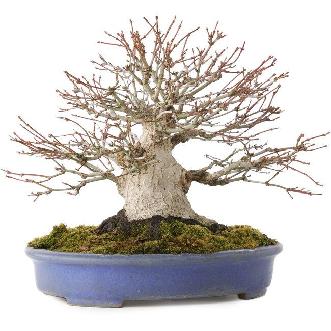 Acer palmatum, 19,5 cm, ± 30 anni