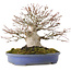 Acer palmatum, 19,5 cm, ± 30 jaar oud