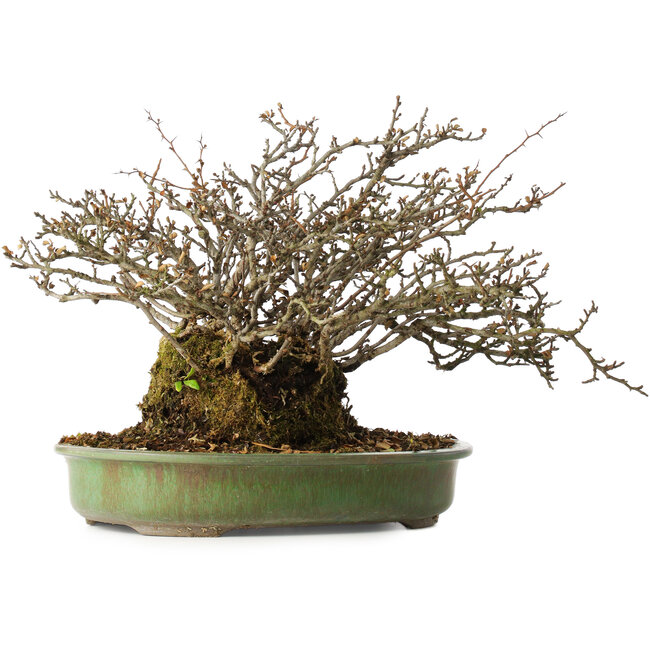 Chaenomeles speciosa, 28 cm, ± 20 ans