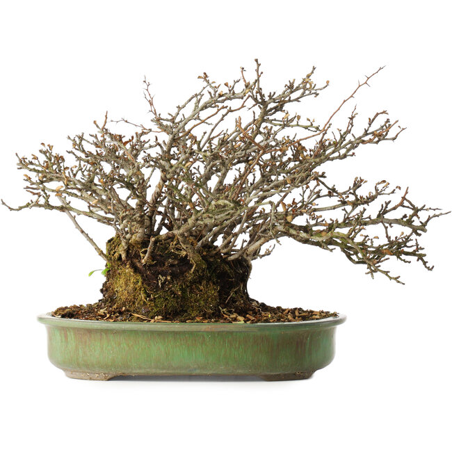 Chaenomeles speciosa, 28 cm, ± 20 Jahre alt