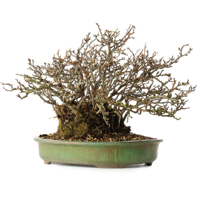 Chaenomeles speciosa, 28 cm, ± 20 jaar oud