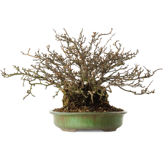 Chaenomeles speciosa, 28 cm, ± 20 years old