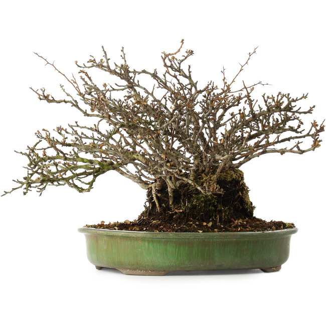 Chaenomeles speciosa, 28 cm, ± 20 ans