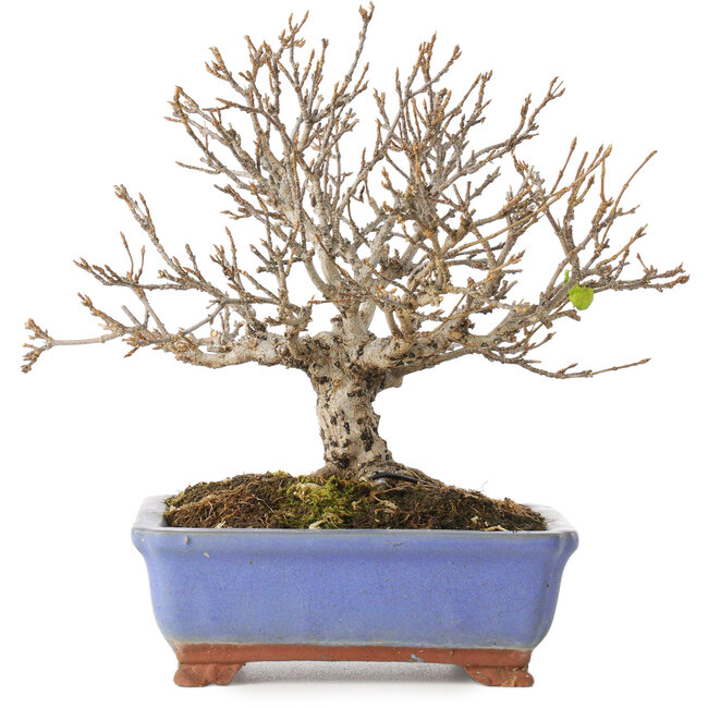 Acer buergerianum, 18,5 cm, ± 15 jaar oud, met een scheur in de pot over de lengte van de rand