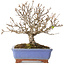 Acer buergerianum, 18,5 cm, ± 15 jaar oud, met een scheur in de pot over de lengte van de rand