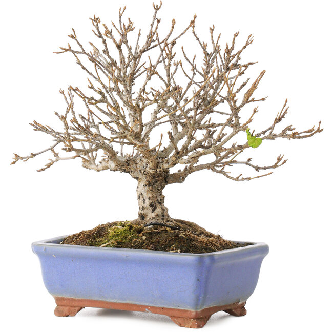 Acer buergerianum, 18,5 cm, ± 15 ans, avec une fissure dans le pot sur toute la longueur du bord