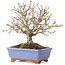 Acer buergerianum, 18,5 cm, ± 15 jaar oud, met een scheur in de pot over de lengte van de rand