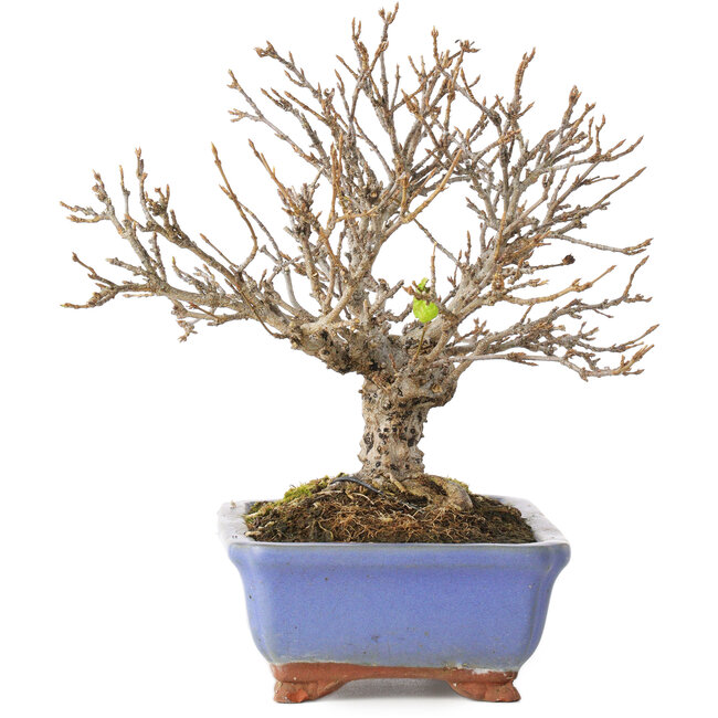 Acer buergerianum, 18,5 cm, ± 15 years old, with a crack in the pot over the length of the edge