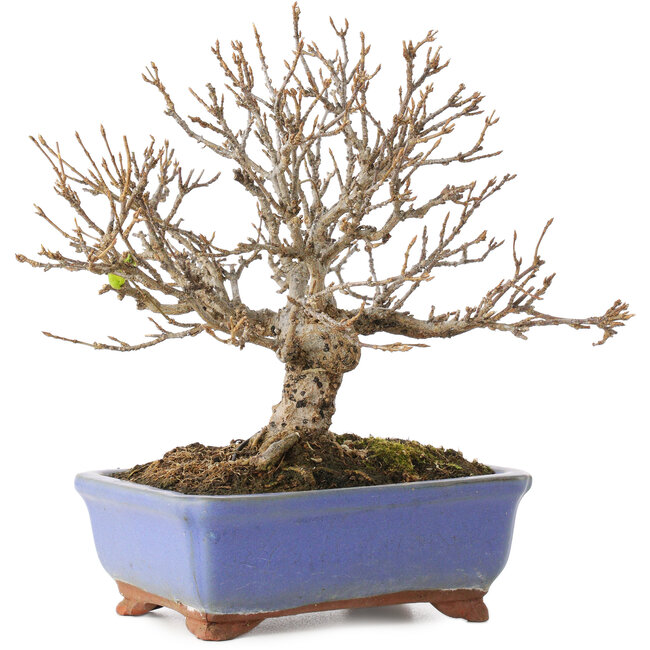 Acer buergerianum, 18,5 cm, ± 15 years old, with a crack in the pot over the length of the edge