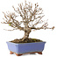 Acer buergerianum, 18,5 cm, ± 15 jaar oud, met een scheur in de pot over de lengte van de rand