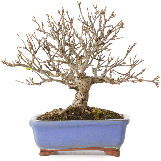 Acer buergerianum, 18,5 cm, ± 15 anni, con una crepa nel vaso lungo il bordo