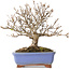 Acer buergerianum, 18,5 cm, ± 15 jaar oud, met een scheur in de pot over de lengte van de rand
