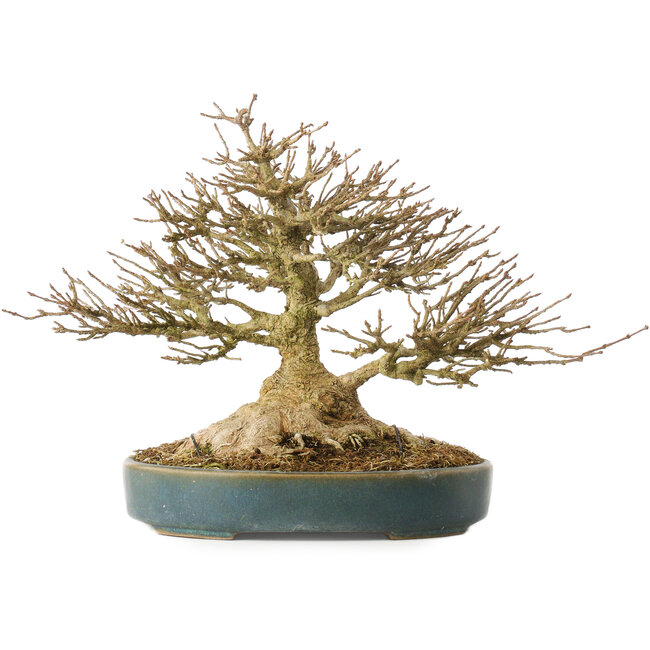 Acer buergerianum, 19 cm, ± 40 years old, with a nebari of 10,5 cm