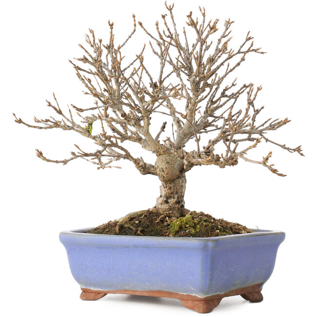 Acer buergerianum, 18,5 cm, ± 15 anni, con una crepa nel vaso lungo il bordo