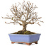 Acer buergerianum, 18,5 cm, ± 15 jaar oud, met een scheur in de pot over de lengte van de rand