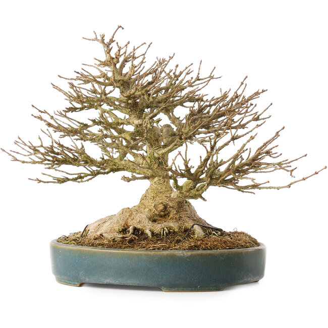 Acer buergerianum, 19 cm, ± 40 years old, with a nebari of 10,5 cm