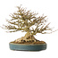 Acer buergerianum, 19 cm, ± 40 ans, avec un nebari de 10,5 cm