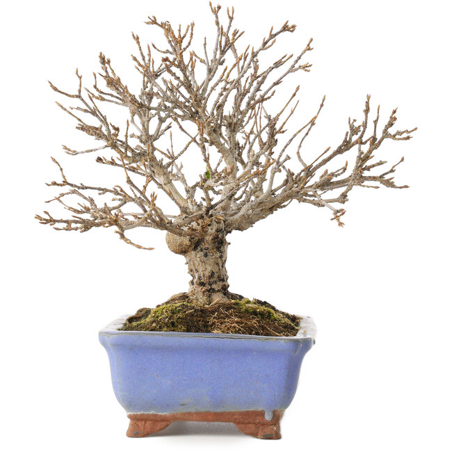 Acer buergerianum, 18,5 cm, ± 15 Jahre alt, mit einem Riss im Topf über die gesamte Länge des Randes