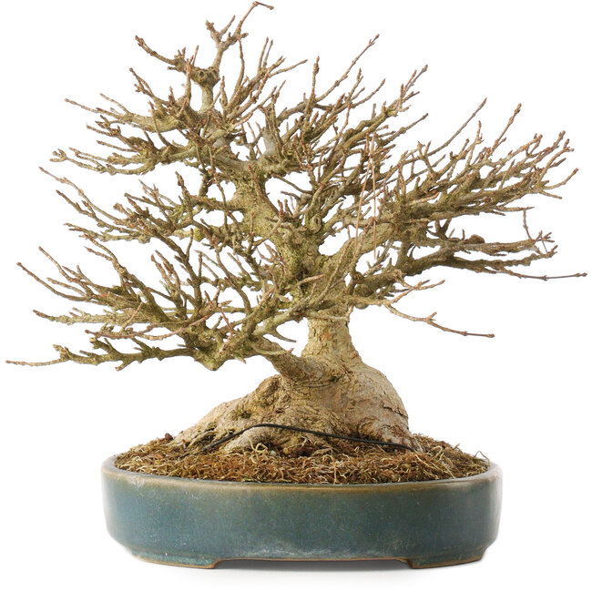 Acer buergerianum, 19 cm, ± 40 Jahre alt, mit einem Nebari von 10,5 cm